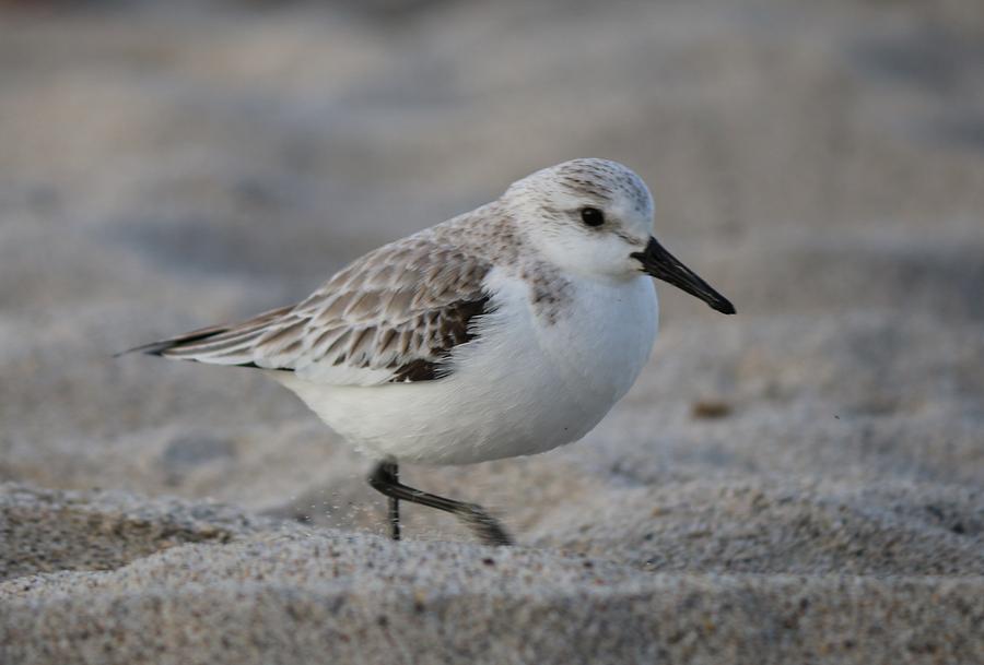 Snowy Plover Photograph by Christy Pooschke