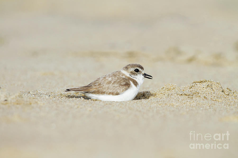 Nature Photograph - Snowy Plover in the sand by Ruth Jolly