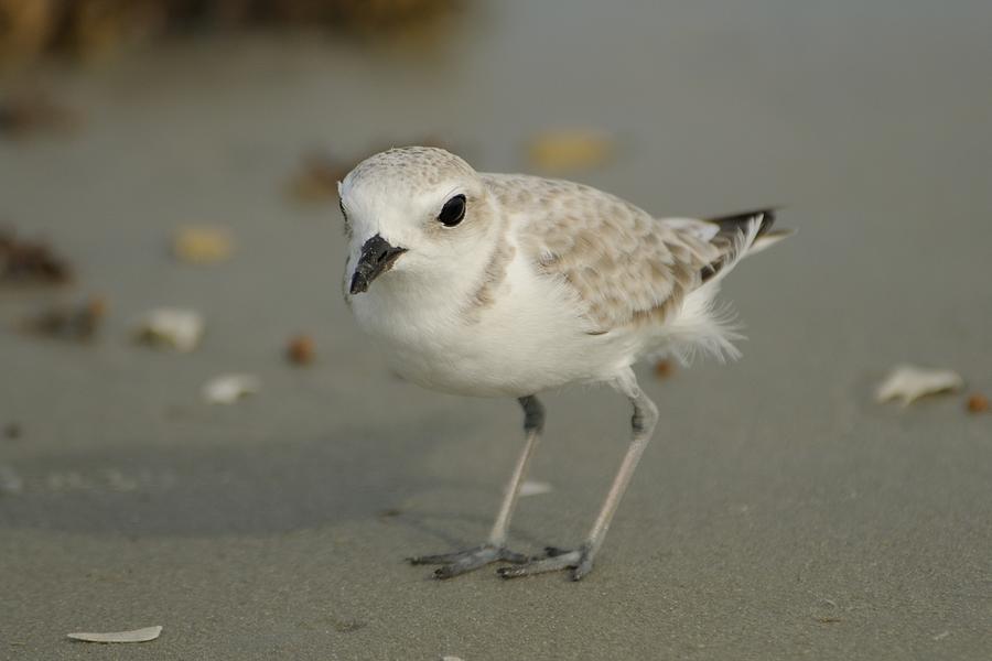 Snowy Plover on the Beach Photograph by Bradford Martin