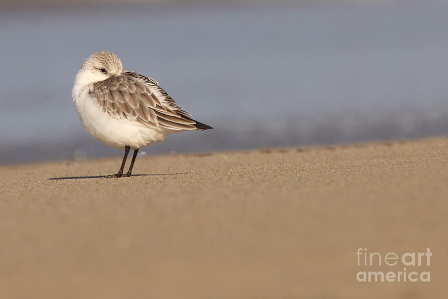 Snowy Plover Resting With Beak Tucked In Feathers Photograph by Max Allen