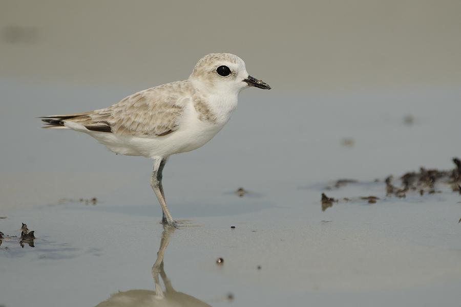 Snowy Plover with Feet Wet Photograph by Bradford Martin