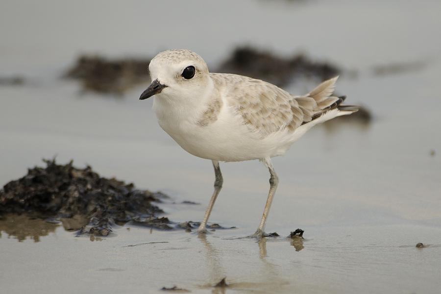 Snowy Plover with Sargassum Wrack Photograph by Bradford Martin