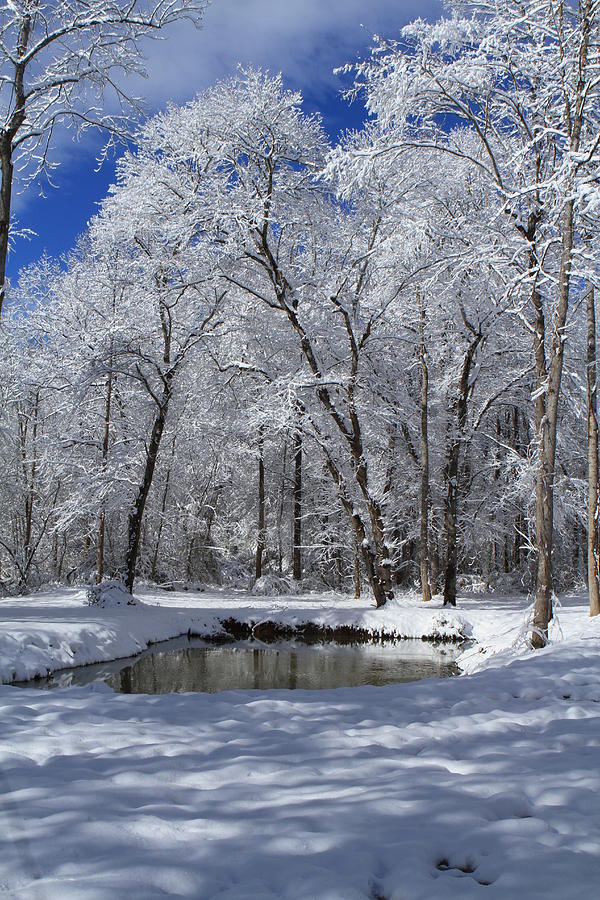 Snowy Pond Photograph by Karen Ruhl