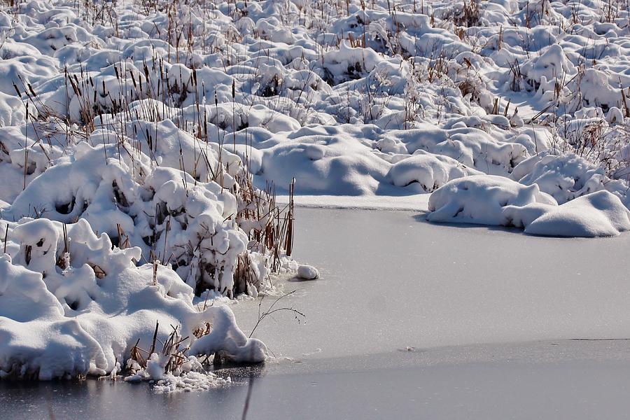 Snowy Pond Photograph by LJ Clifford Photography - Fine Art America