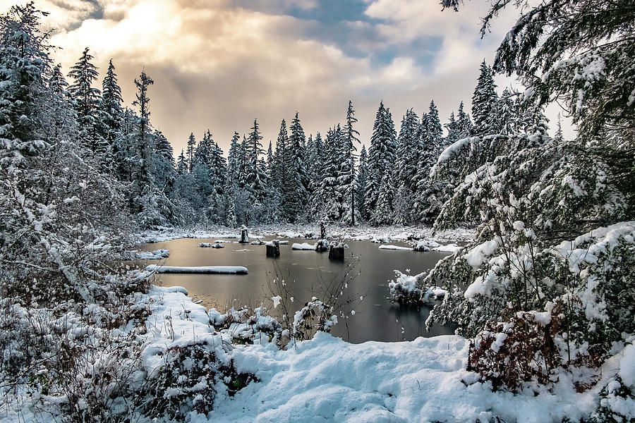 Snowy Pond Photograph by Captured by Coletta