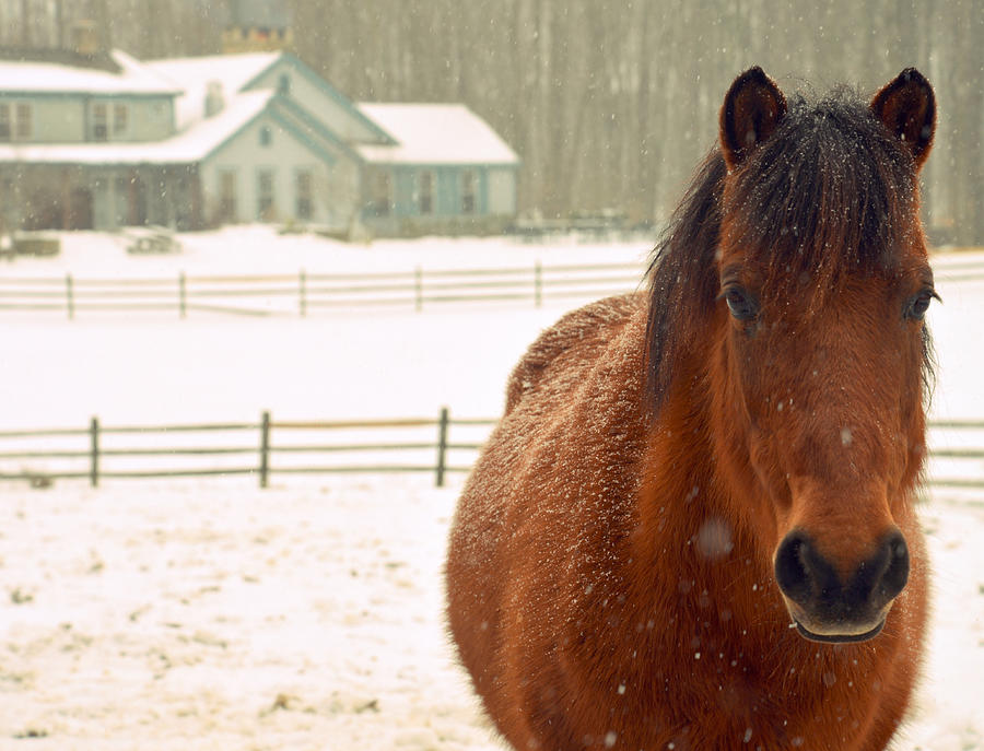 Farm Animals Photograph - Horse #1 by Marysue Ryan