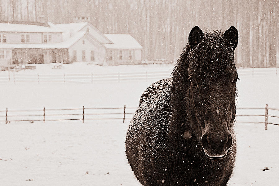 Horse  Photograph by Marysue Ryan