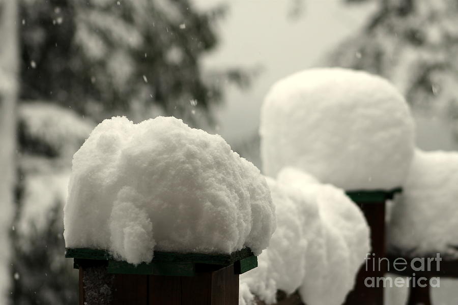 Snowy Posts Photograph by Leone Lund