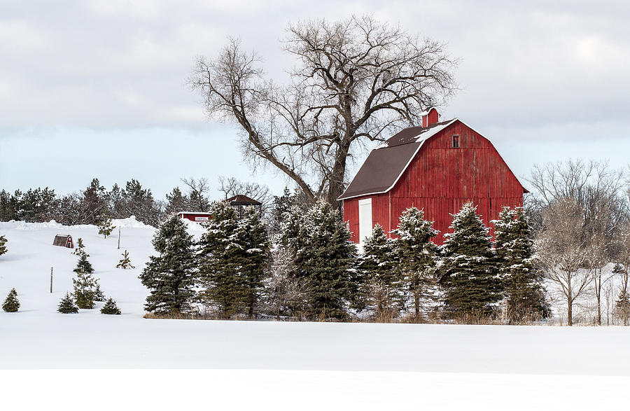 Red Barn Photograph - Snowy Red Barn by Toni Thomas