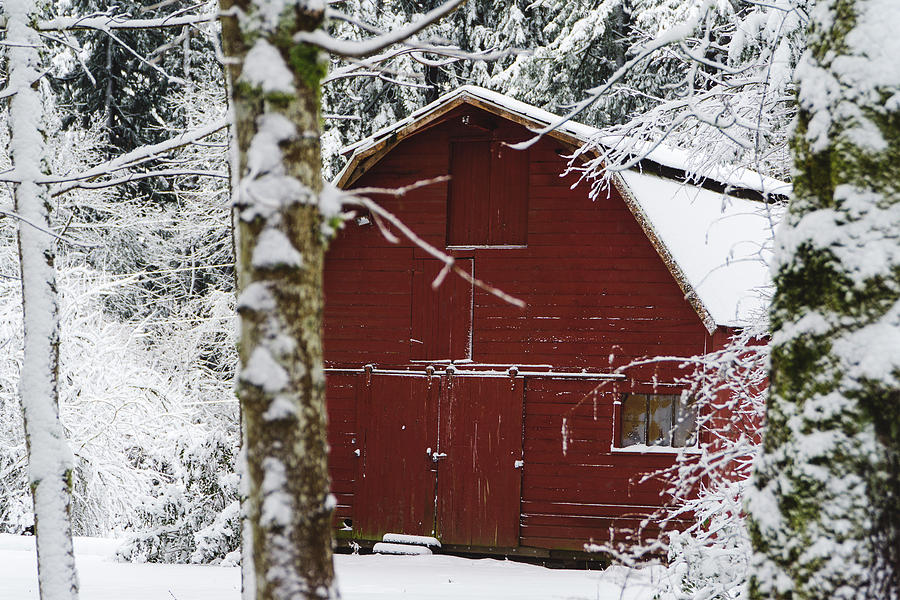 Snowy Red Barn Photograph