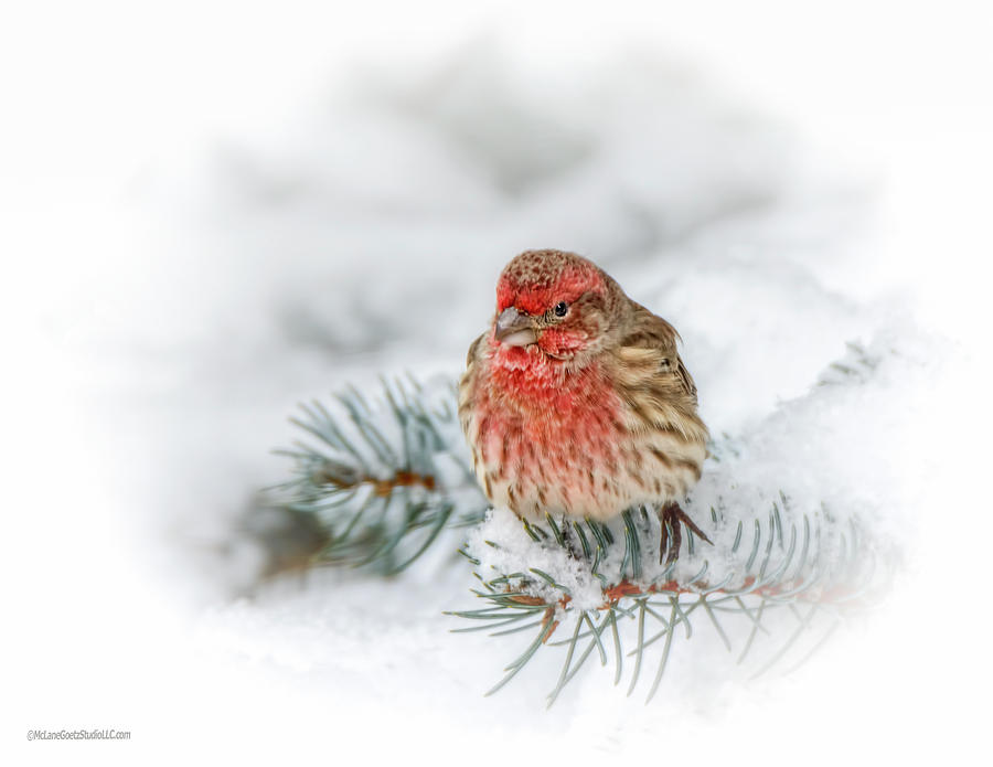 Snowy Red Finch Photograph by LeeAnn McLaneGoetz McLaneGoetzStudioLLCcom