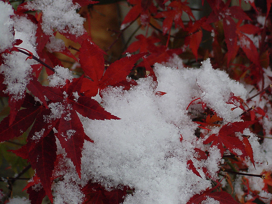 Snowy Red Maple Photograph by Shirley Heyn