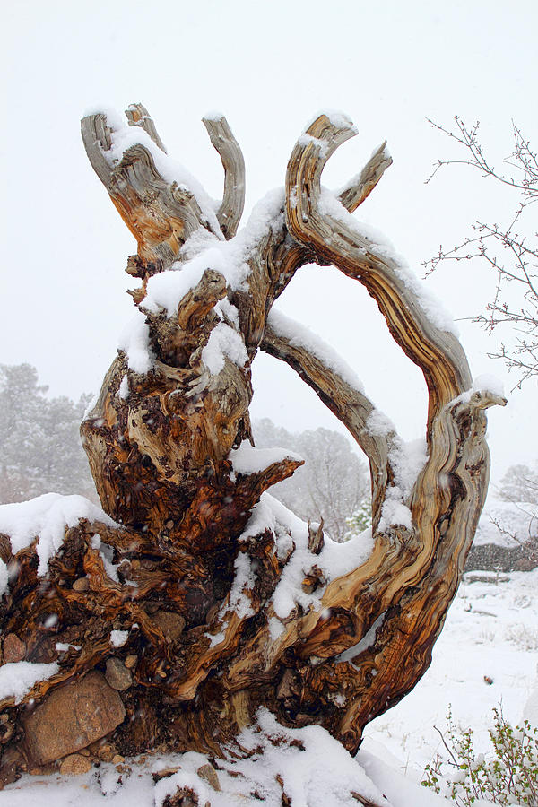 Snowy Roots Photograph by Shane Bechler