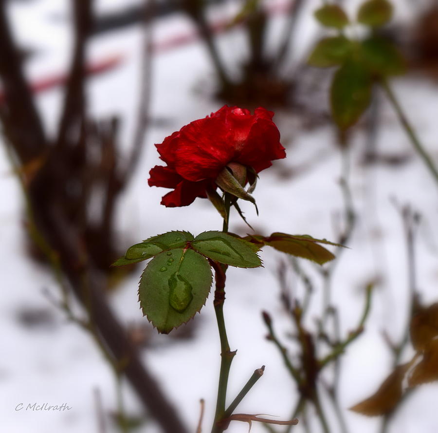 Snowy Rose Photograph