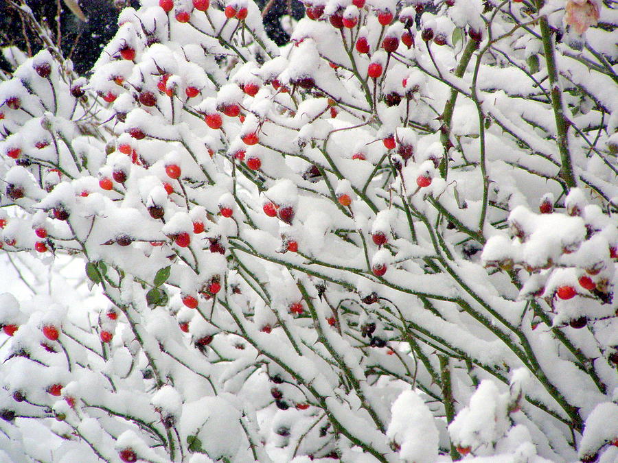 Snowy Rose Hips Photograph by Christine Sullivan Cuozzo - Fine Art America