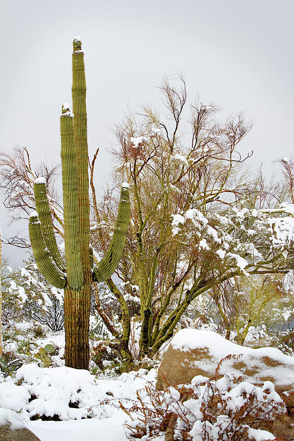 Snowy Saguaro Photograph by Phyllis Denton