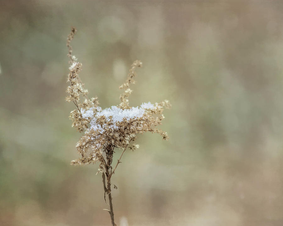 Winter Photograph - Snowy Silence by Sue Capuano