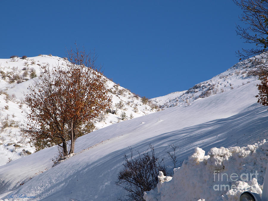 Winter Photograph - Snowy slope with a rusty tree by Arik Baltinester