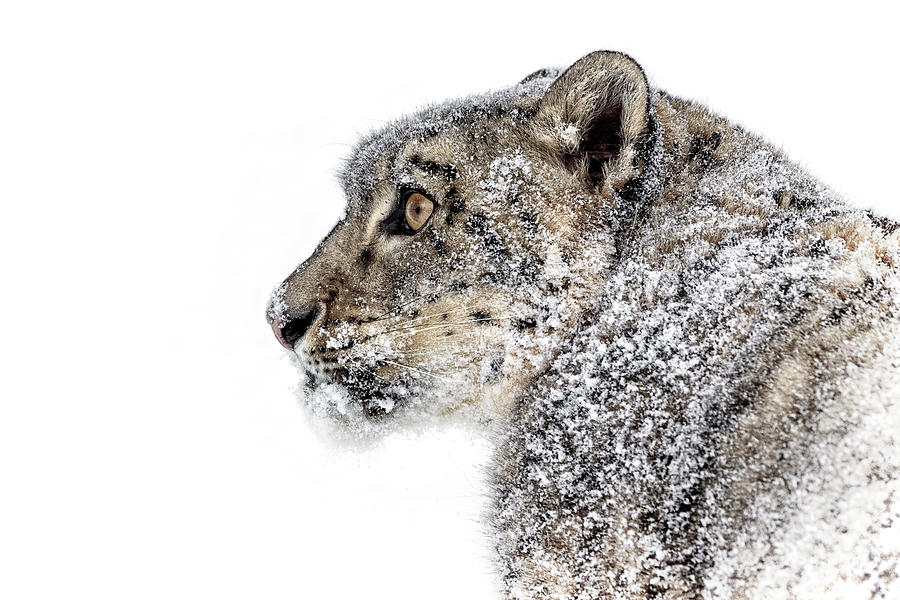 Snowy Snow Leopard Photograph by Wes and Dotty Weber