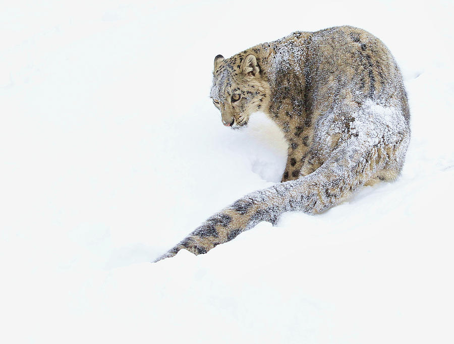 Snowy Snow Leopard Photograph by Steve McKinzie