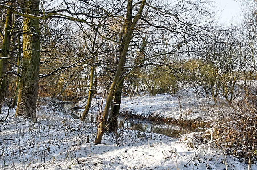 Snowy Spinney, Brook Hollows, Rolleston Photograph by Rod Johnson