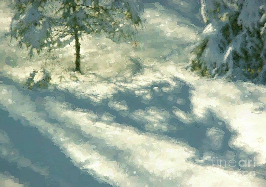 Winter Photograph - Snowy Spruce Shadows by Clare VanderVeen