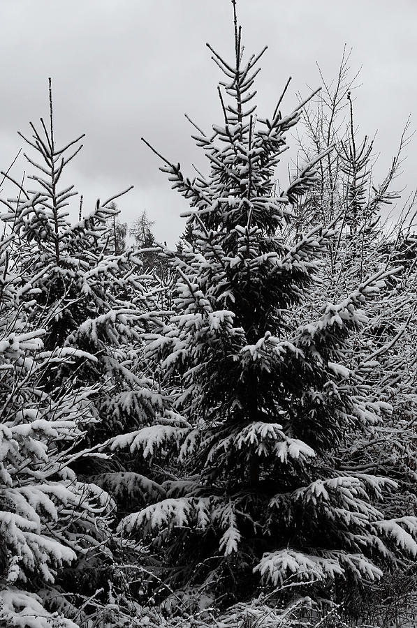 Snowy Spruce Trees Photograph by Jenny Rainbow