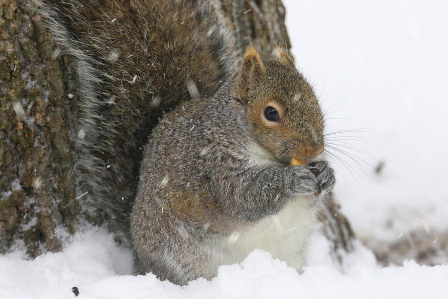 Snowy Squirrel Photograph by Brook Burling
