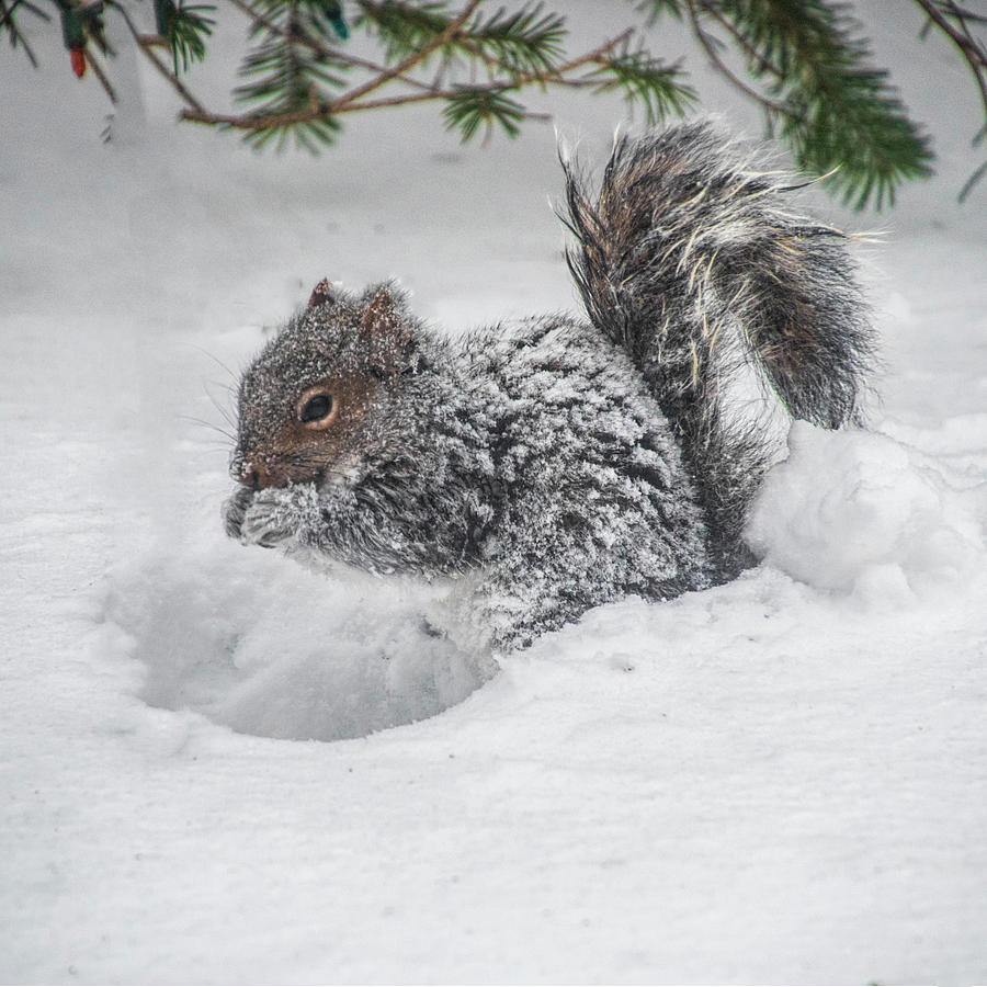 Snowy Squirrel Photograph by Cathy Kovarik