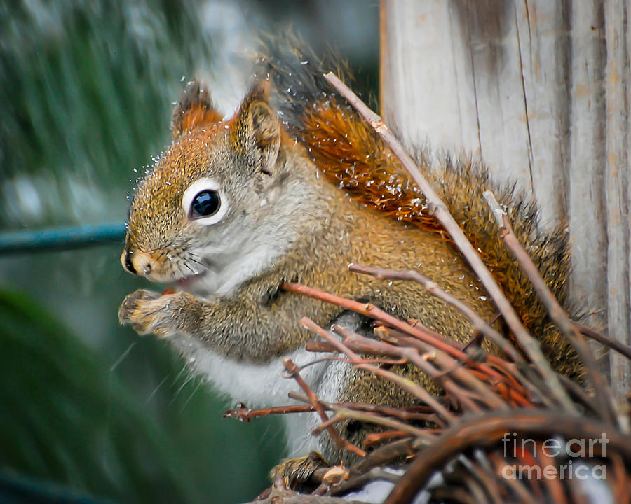 Snowy Squirrel Photograph by Kerri Farley