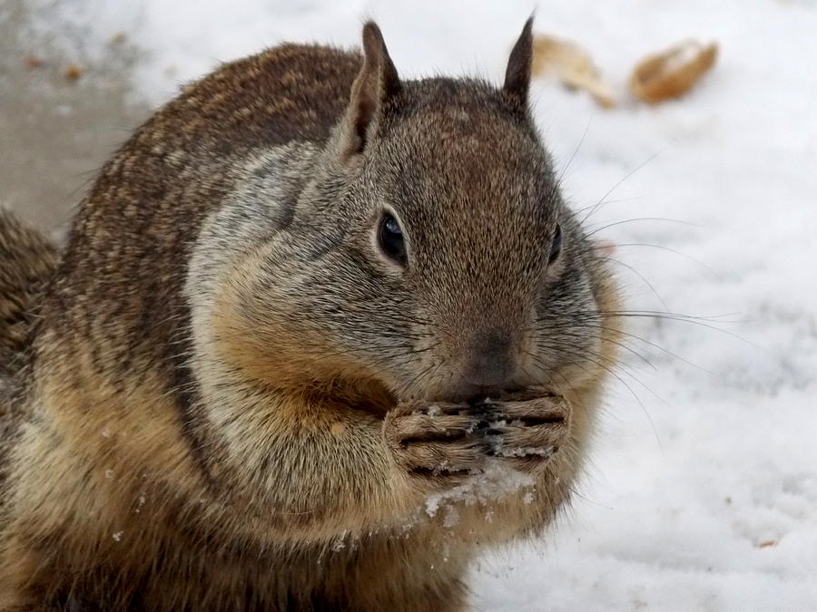 Snowy Squirrel Photograph by Kristina Lammers - Fine Art America