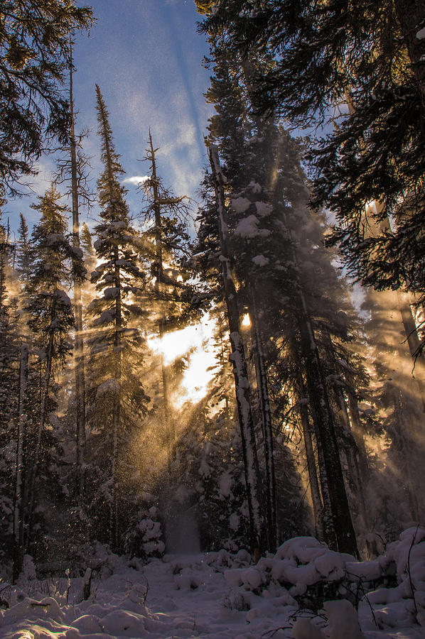 Snowy Sunbeams 2 Photograph by Jedediah Hohf