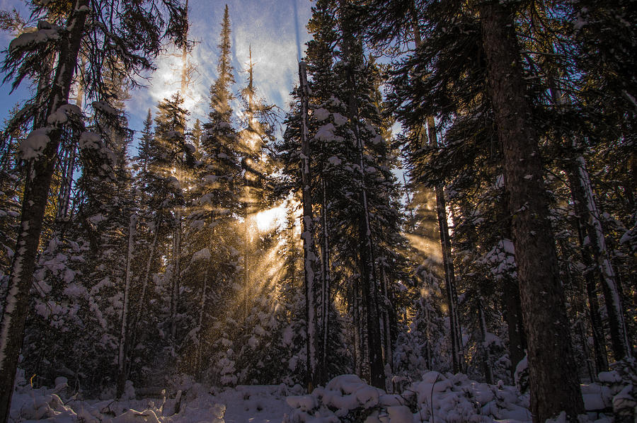 Snowy Sunbeams Photograph by Jedediah Hohf