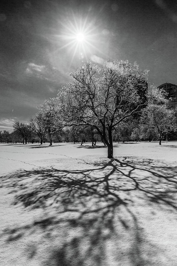 Snowy Sunburst Tree Photograph