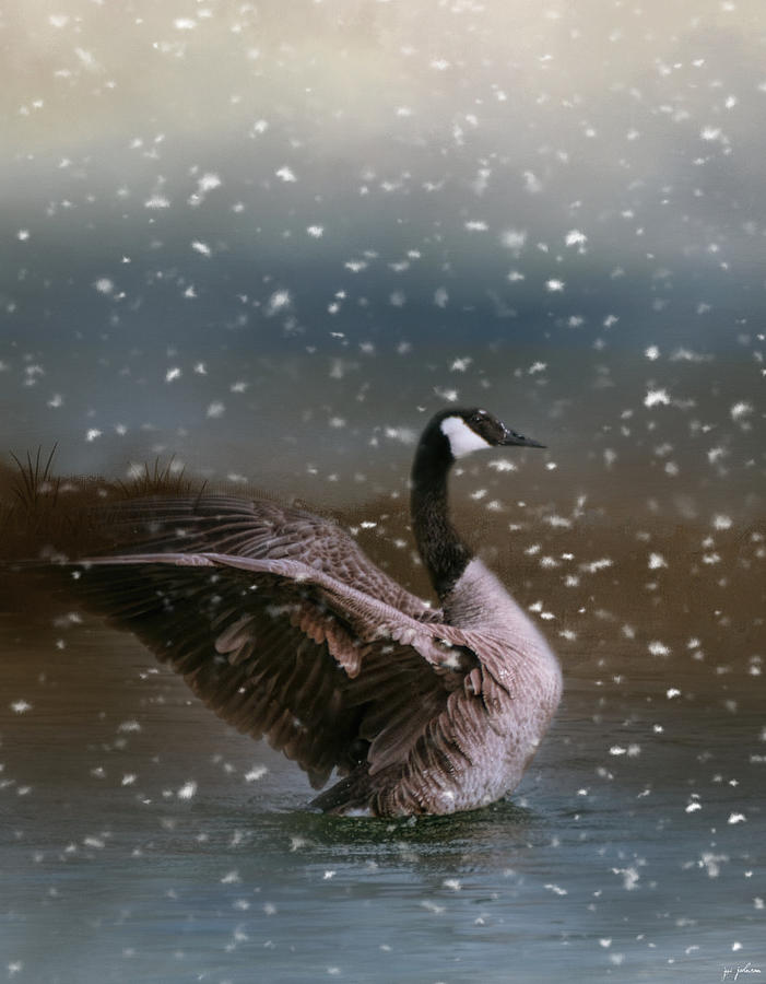 Bird Photograph - Snowy Swim by Jai Johnson