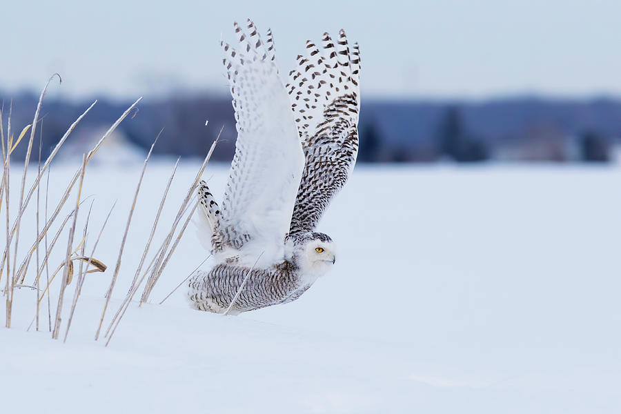 Snowy Take Off Photograph by Mircea Costina Photography