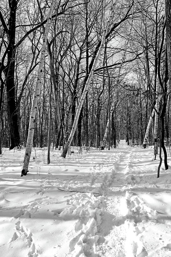 Snowy Trail 3 BW Photograph by Mary Bedy