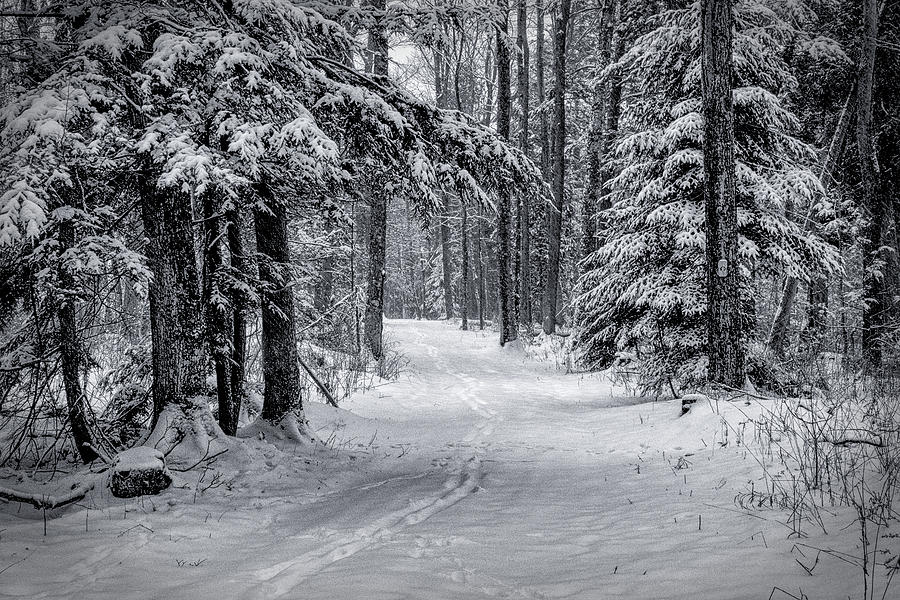 Snowy Trail Photograph by David Heilman