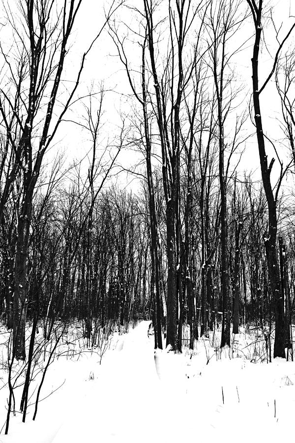 Snowy Trail Through The Woods Photograph by Debbie Oppermann