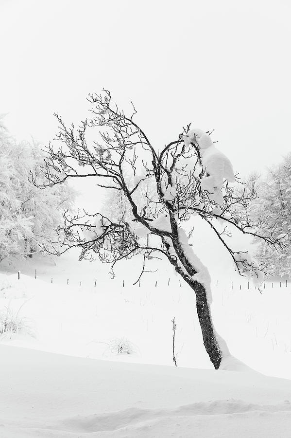 Snowy tree - 4 Photograph by Paul MAURICE