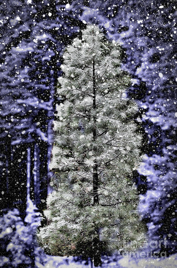 Snowy Tree in Forest Photograph by Jim And Emily Bush