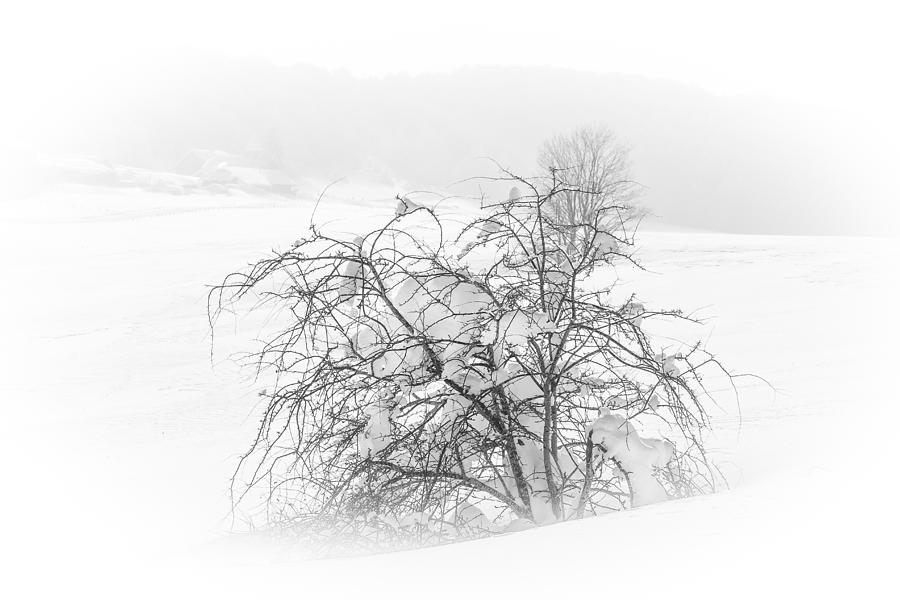 Snowy tree - 1 Photograph by Paul MAURICE
