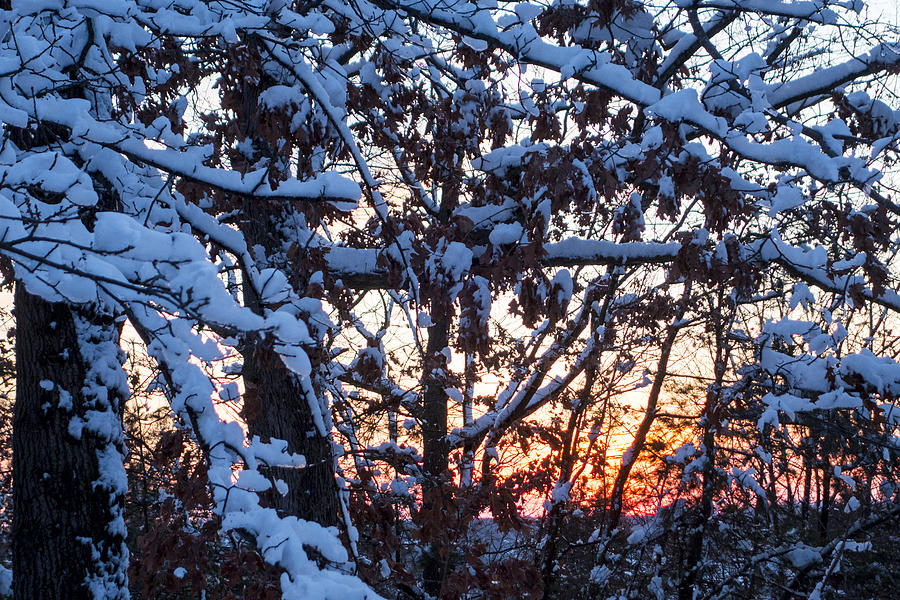 Snowy tree sunset Photograph by Toby McGuire