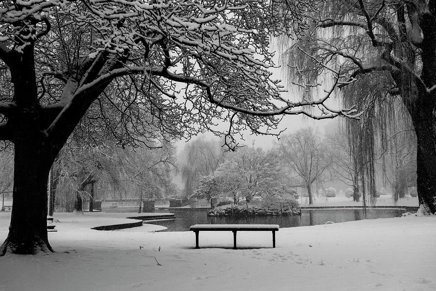 Snowy Tree The Public Garden Boston MA Bench Black and White Photograph by Toby McGuire