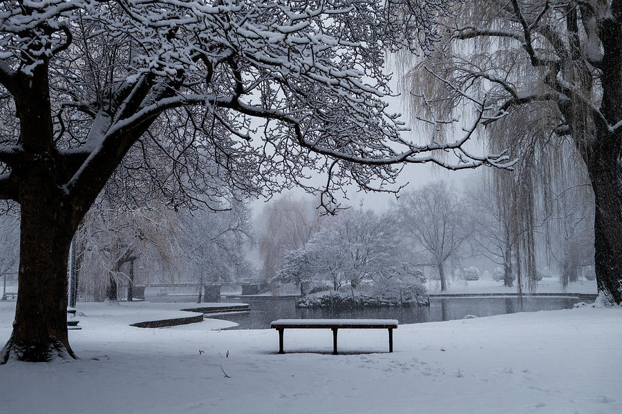 Snowy Tree The Public Garden Boston MA Bench Photograph by Toby McGuire
