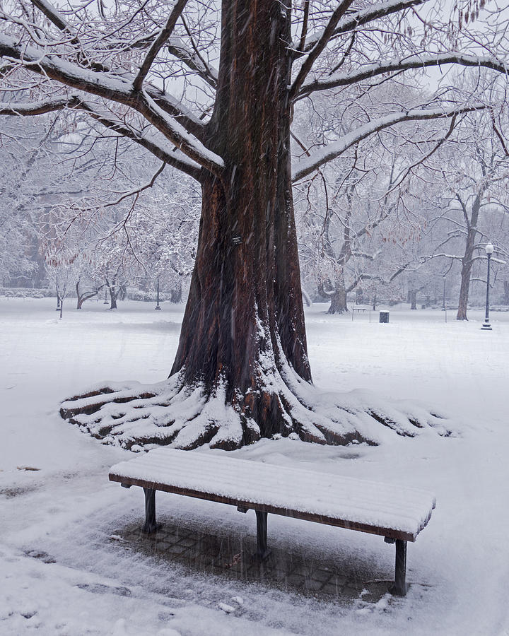 Boston Photograph - Snowy Tree The Public Garden Boston MA by Toby McGuire