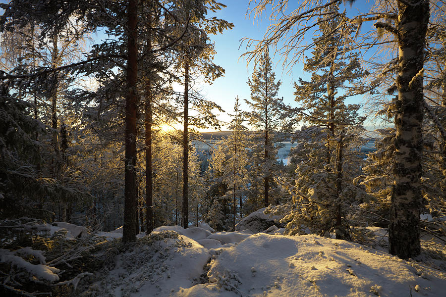Snowy Trees Are Illuminated By The Low Winter Sun Photograph