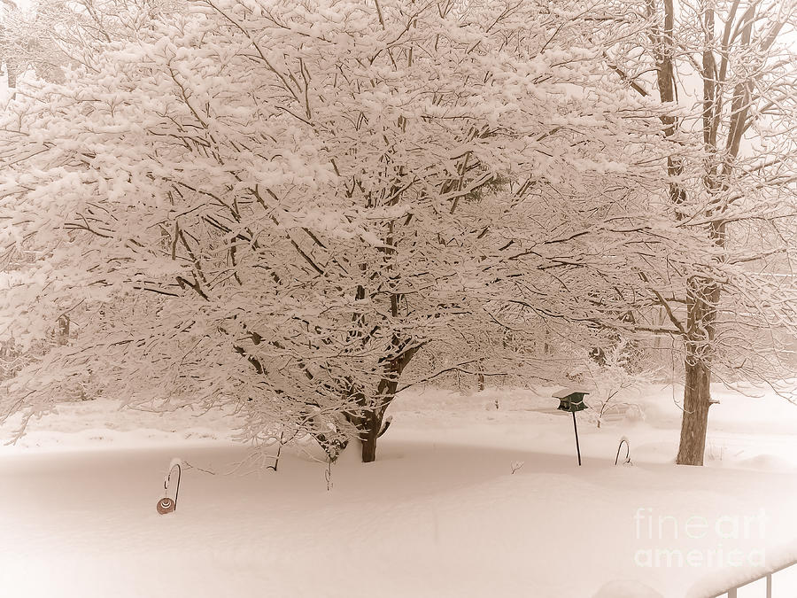 Snowy Japanese maple tree Photograph by Claudia M Photography