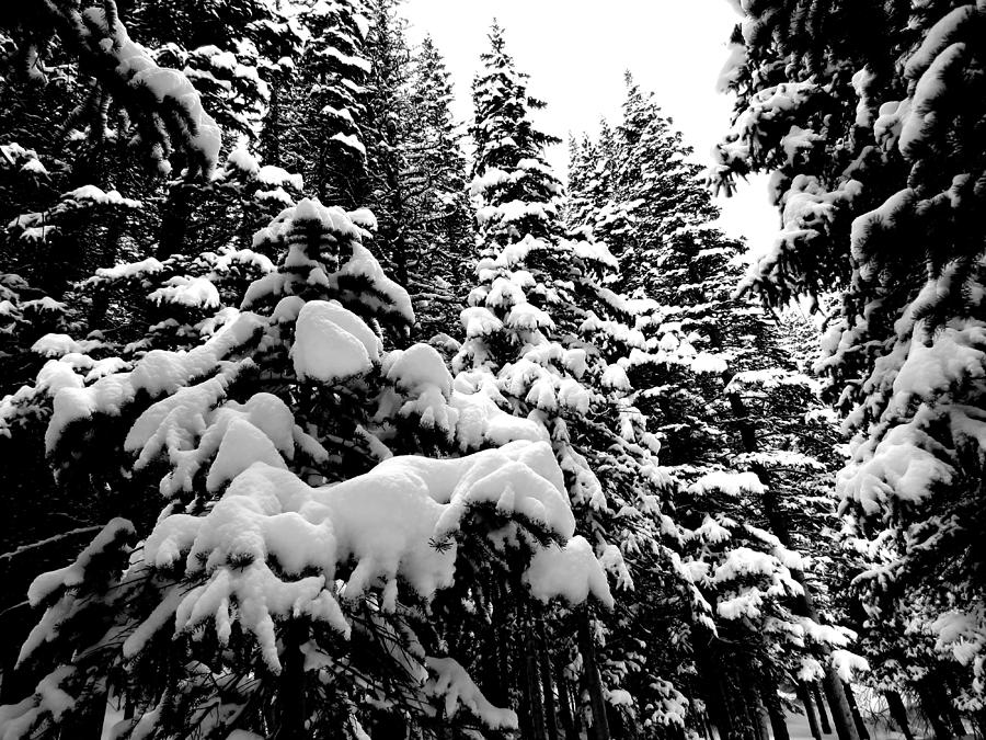 Snowy Trees Photograph by Connor Beekman