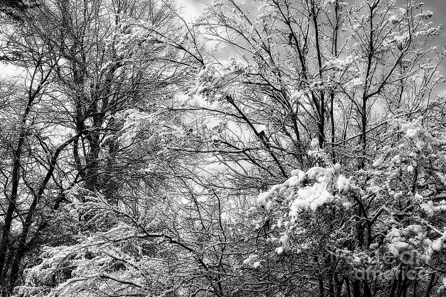 Snowy Trees In Black And White Photograph